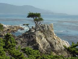 cypress_tree_Monterey_Bay_Area_Inbound_Marketing_Consultants