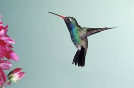 Google's_Hummingbird_update_bay_area_inbound_marketing_consultants